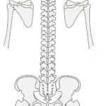 PT楠貴光の臨床家ノート　肩甲骨の機能を運動学的に考える　その23   肩甲骨機能について