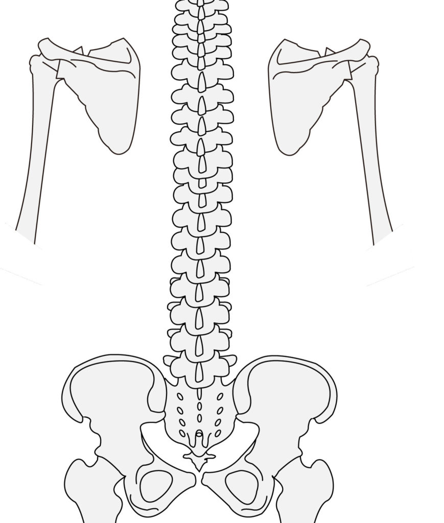 PT楠貴光の臨床家ノート 肩甲骨の機能を運動学的に考える その23 肩